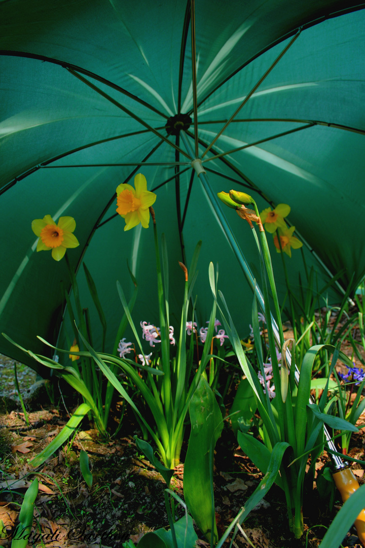 A l'ombre d'un parapluie......