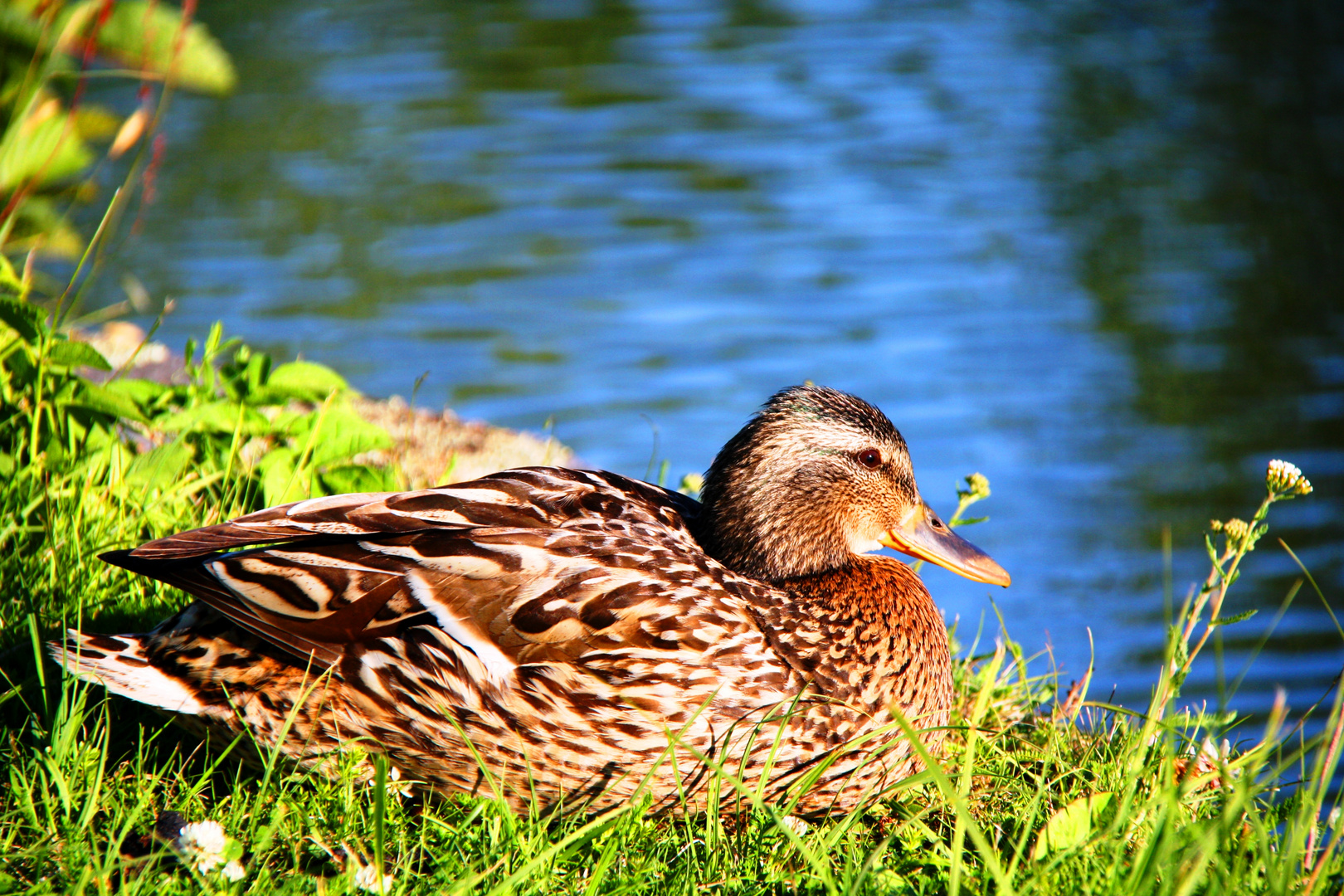 a lonely duck who takes a nice sunbathing