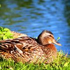 a lonely duck who takes a nice sunbathing