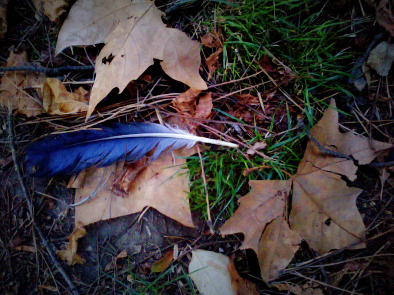 a lonely feather on the land..