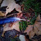 a lonely feather on the land..