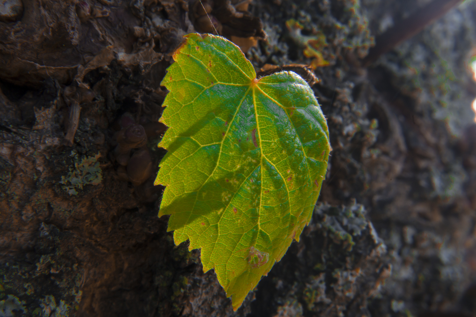 A lonely, little leaf