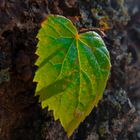 A lonely, little leaf