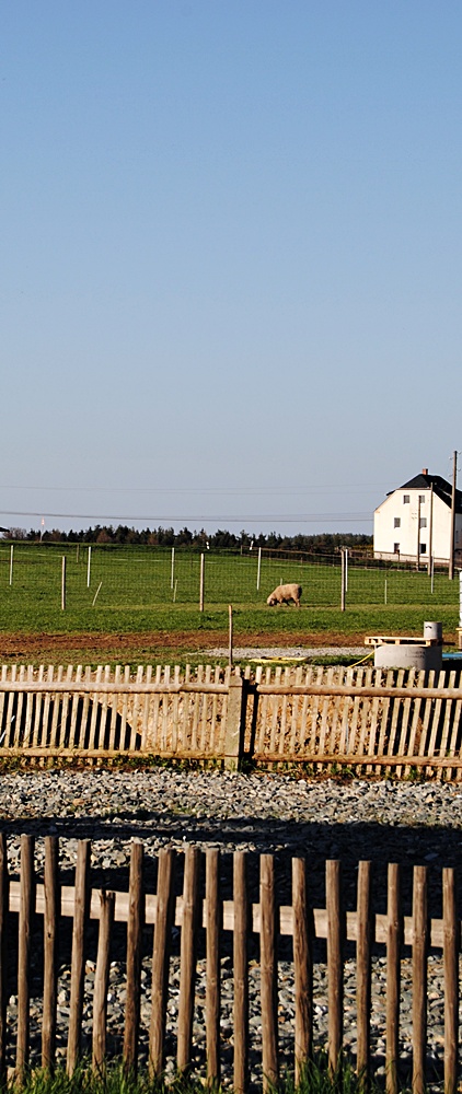 A lonely sheep