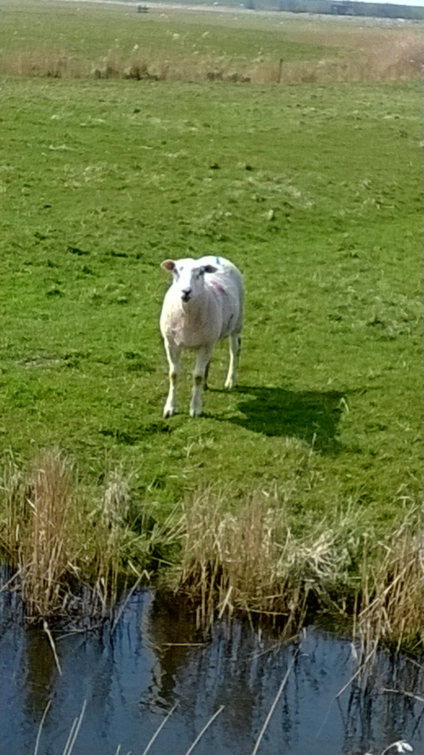 A lonely sheep