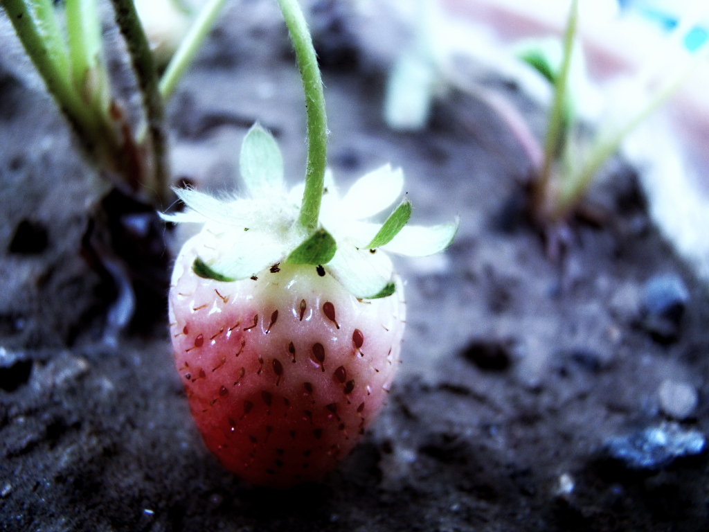 A lonely strawberry..