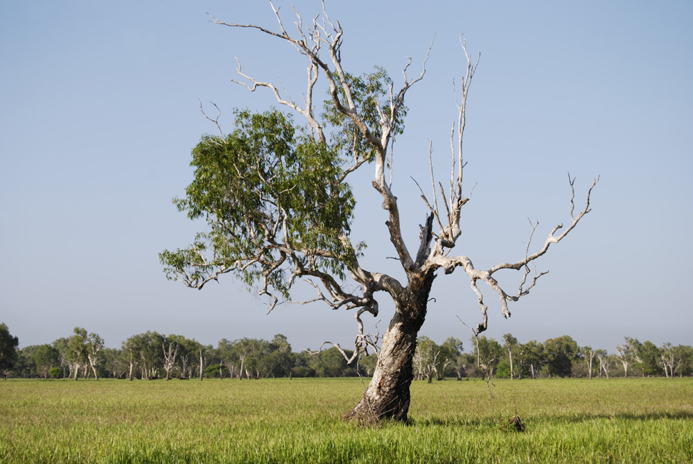 a lonely tree