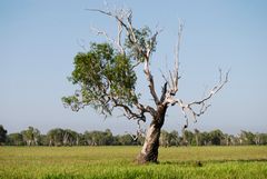 a lonely tree