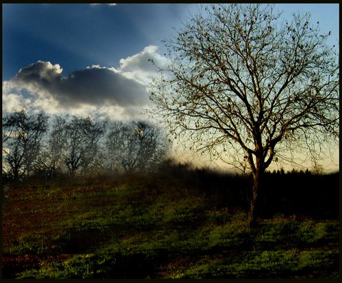 a lonely tree...