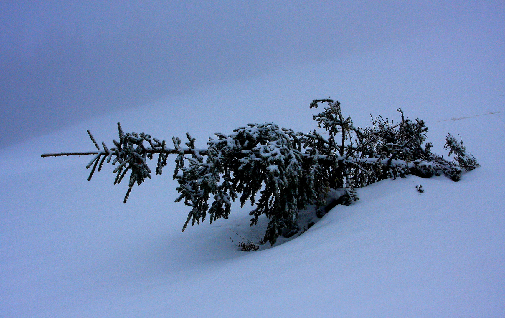 A lonely tree