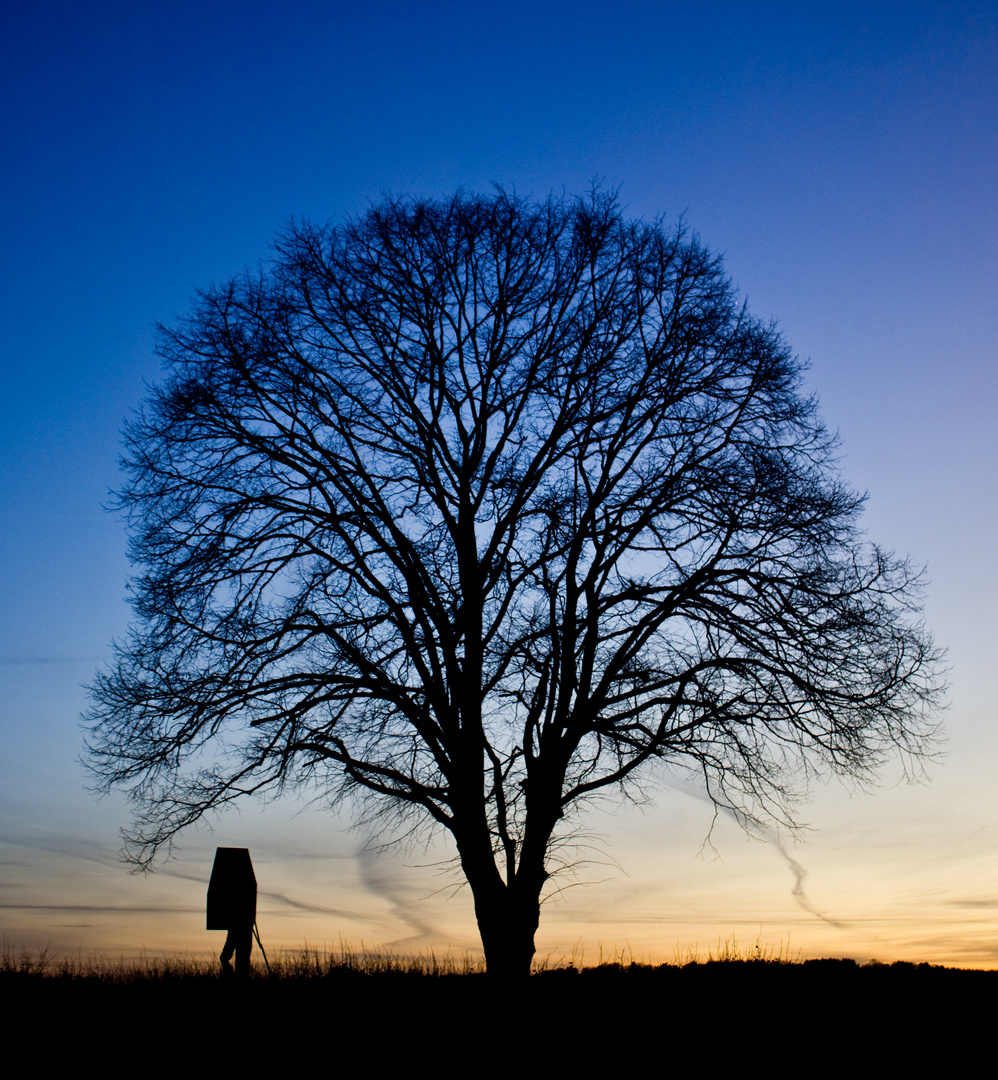 a lonely tree...