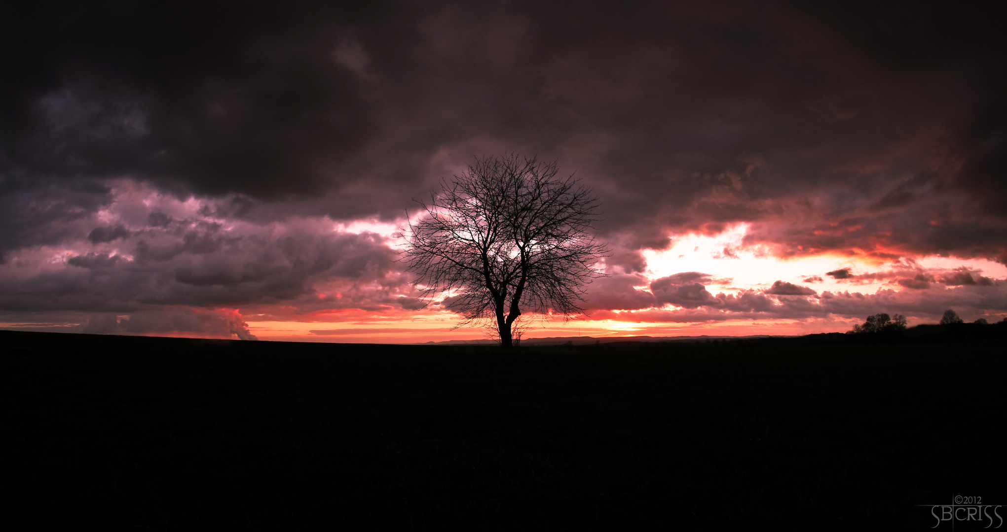 A Lonely Tree