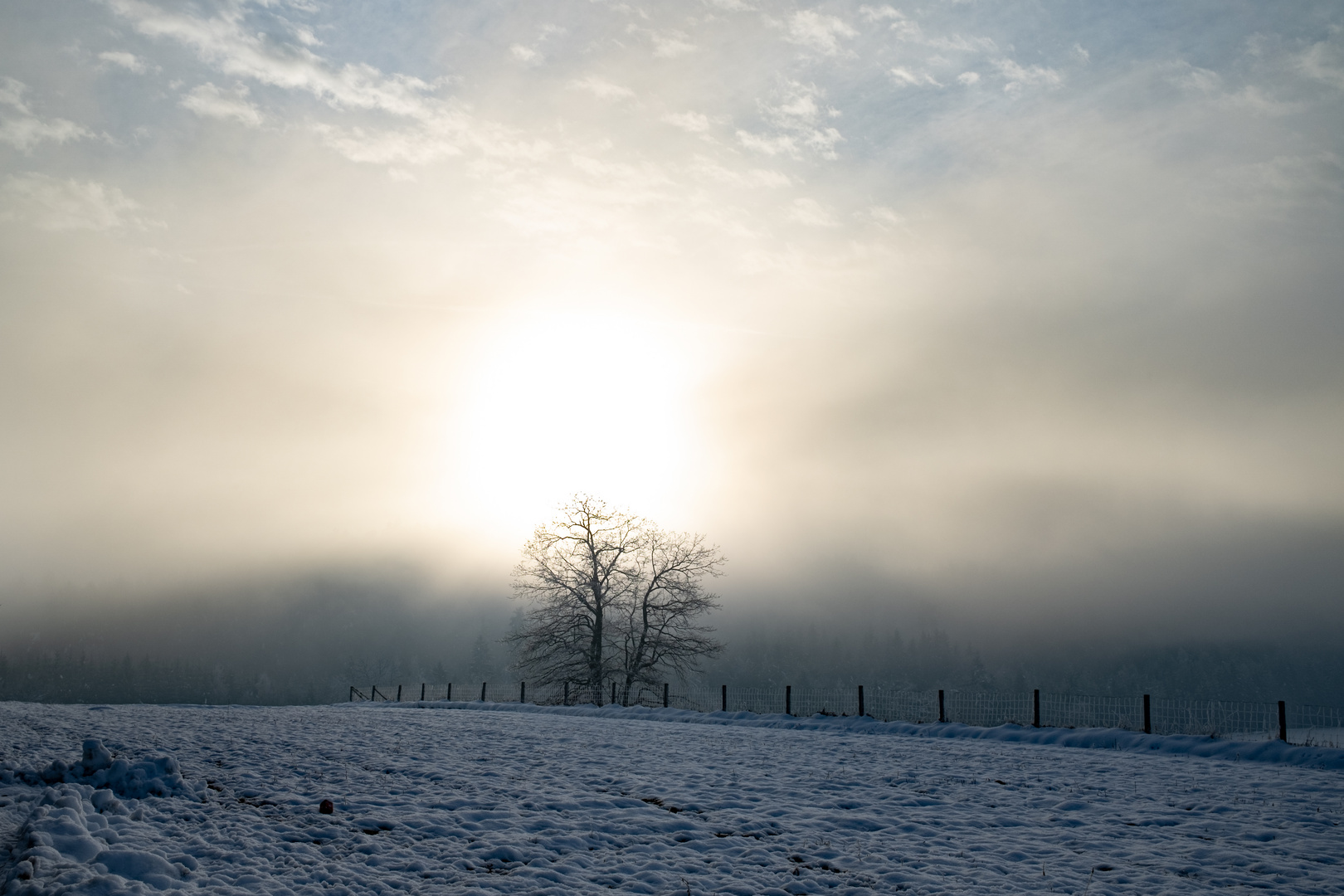 A lonely tree touches the sun to warm up a little..