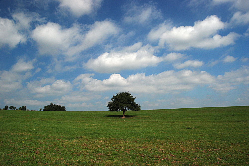 A lonely tree within an open field ...