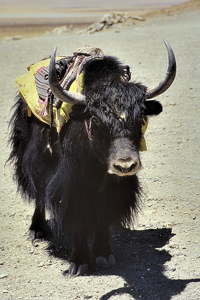 A lonely yak