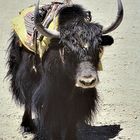 A lonely yak