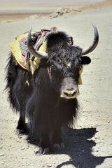 A lonely yak