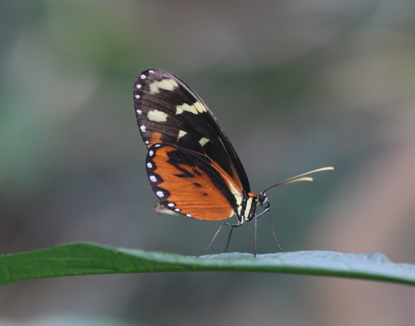 A Longwing Butterfly  (Heliconius erato)