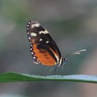 A Longwing Butterfly  (Heliconius erato)