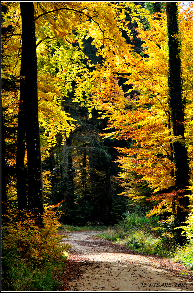 ....A l'Or ée de la forêt....