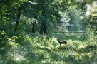 A l'orée de la forêt de tracerbullet 