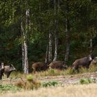 " A l'orée des bois "