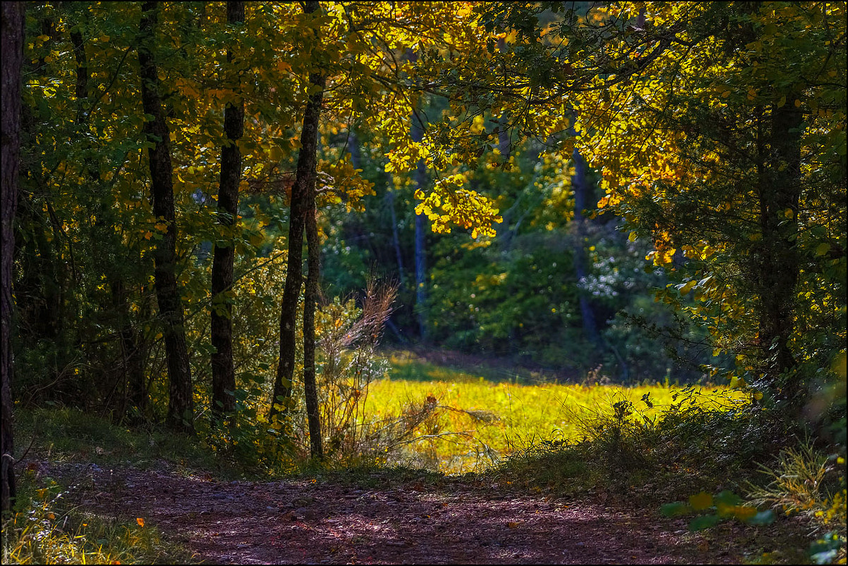 A l'orée du champs