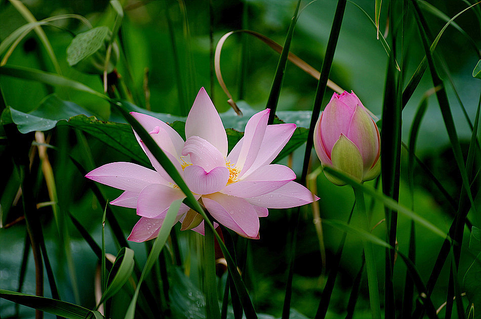 a lotus flower