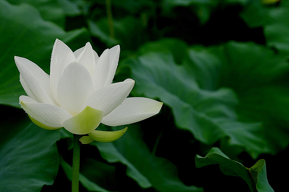 a lotus flower II