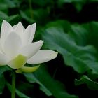 a lotus flower II