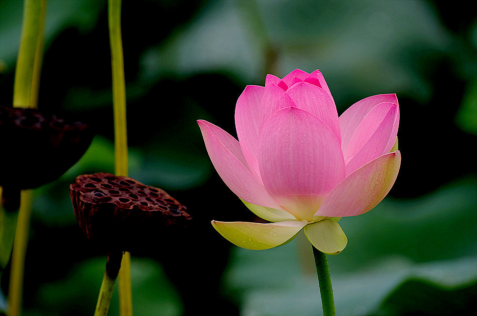 a lotus flower III