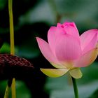 a lotus flower III