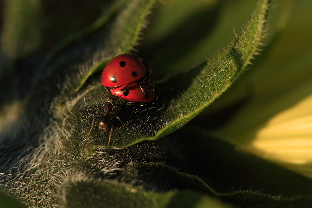 A love intruder