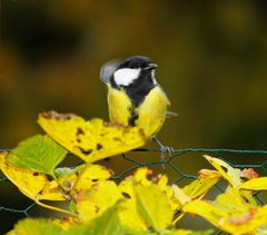 A lovely guest in my garden