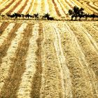 A luglio, l'estate già brucia...