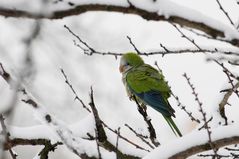 A lui non piace la neve