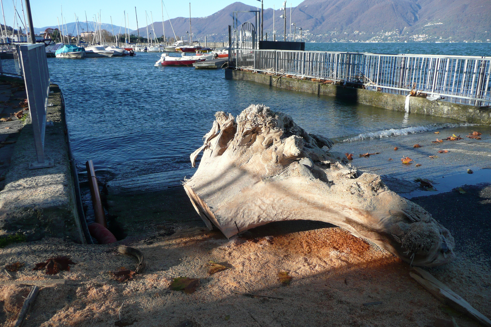 a Luino il lago ha portato anche bei tronchi ...