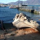 a Luino il lago ha portato anche bei tronchi ...