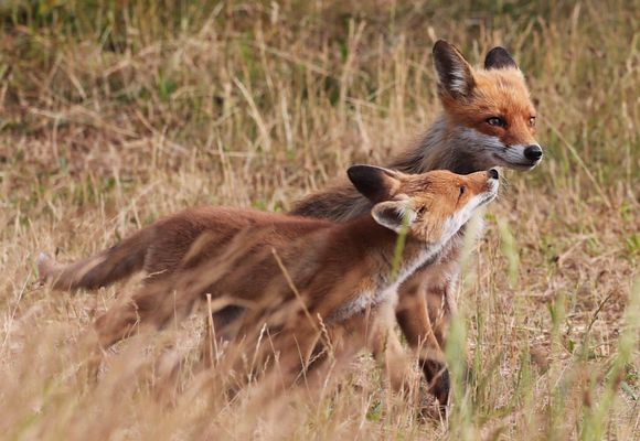 A M _ F U C H S B A U