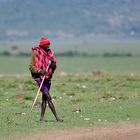 A Maasai herder at work