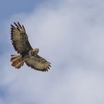 A Mäusle Bussard