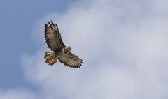 A Mäusle Bussard