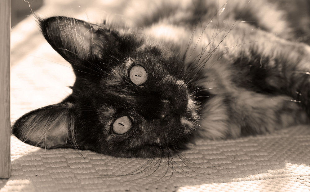 a maine coon's eyes