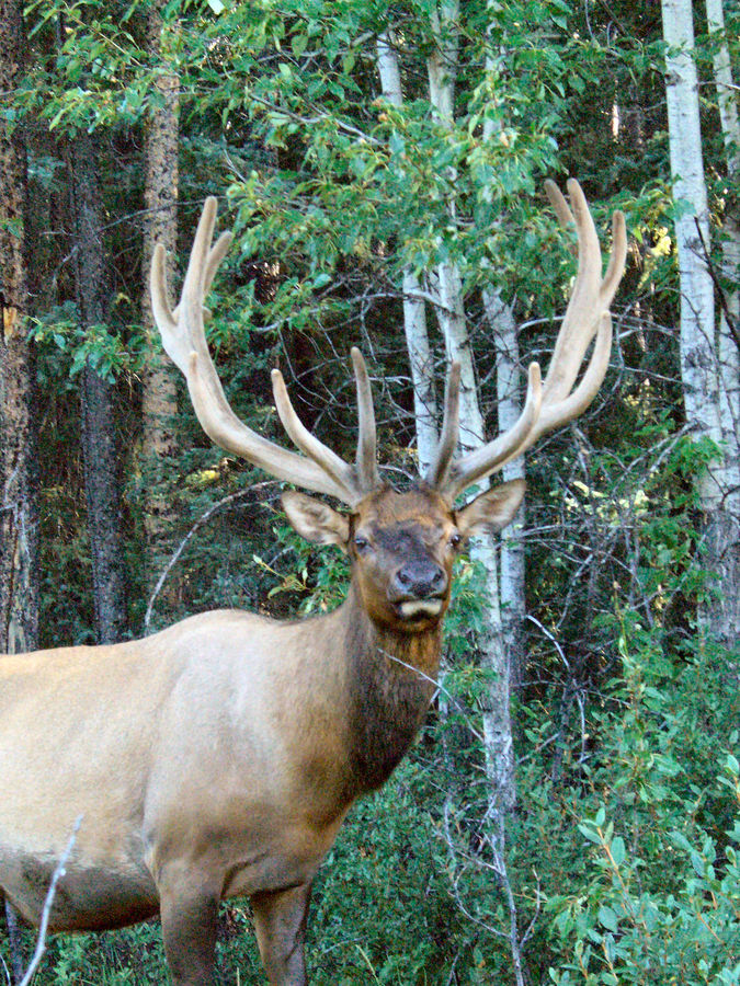 A majestic wild Elk!