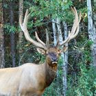 A majestic wild Elk!