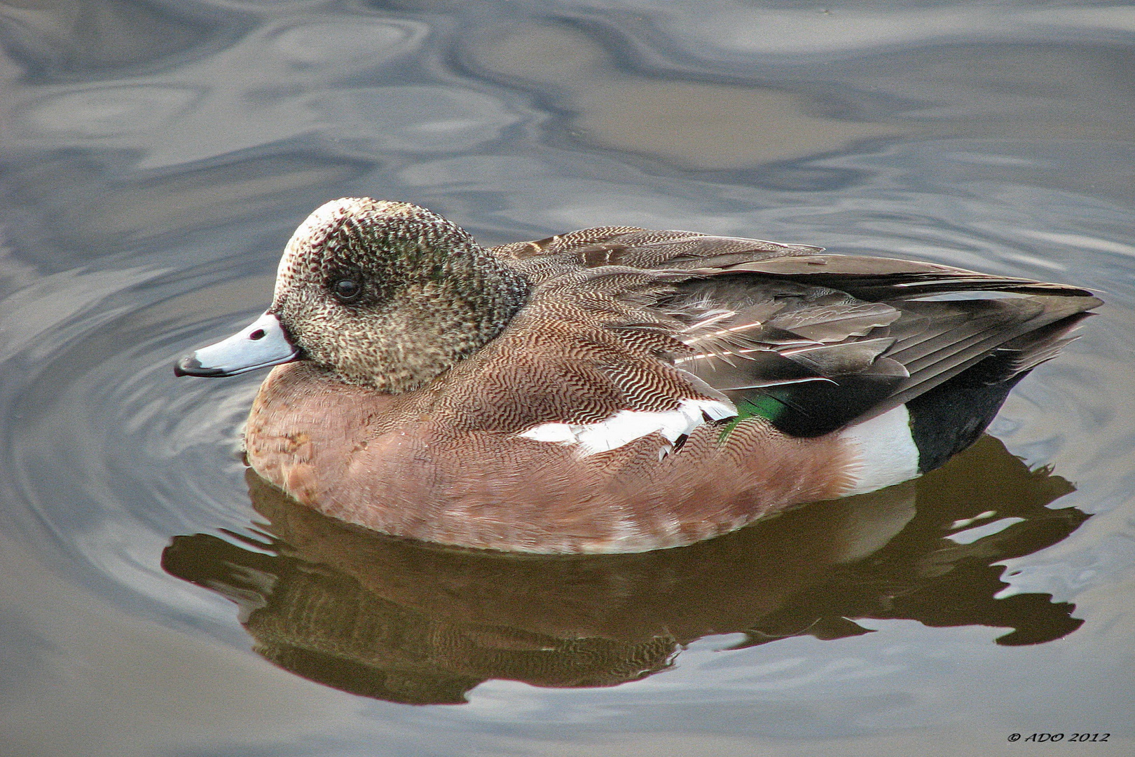 A Male American Wigeon