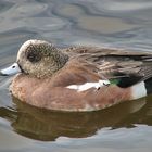 A Male American Wigeon