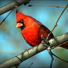 A Male Cardinal......