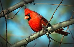 A Male Cardinal......