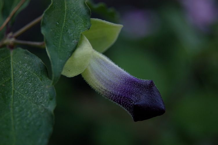 A 'Male' Flower